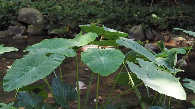 Homalomena taro plants by the flowing stream.