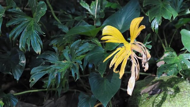 Homalomena taro plants by the flowing stream.