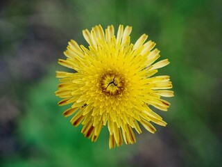 Obraz premium A close up of a yellow Dandelion flower with a blurry background