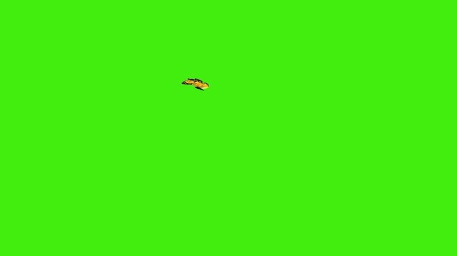 Orange Sulphur Butterfly Flying on Green Screen | Colias Eurytheme Insect Loop | Yellow Garden Nature VFX