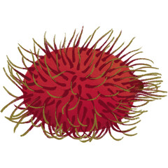 Single Rambutan Fruit