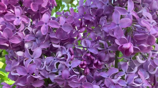 Lilac abundant fragrant flowers on the Syringa shrub.
