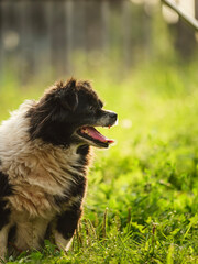 Shepard dog portrait in green garden. Closeup.