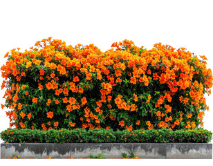 Dense hedge of orange trumpet flowers atop a concrete planter