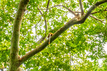 Brown orange howler monkey jumps around in the treetops Amazonas Brazil.