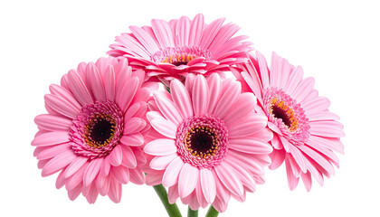 Close-up of vibrant pink daisy-like flowers against a black background