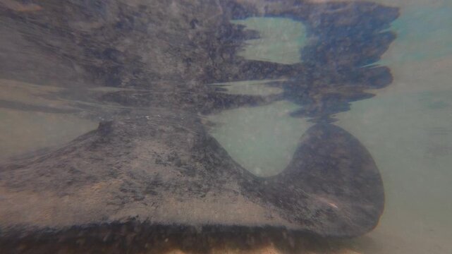Underwater Stingray Slides Smoothly Beneath Surface, Gentle Stingray Glides Over Shining Water With Ripples
