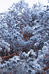 Winter atmospheric landscape with frost-covered dry plants during snowfall. Winter Christmas background