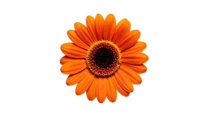 Vibrant orange daisy with dark center against a pure black background