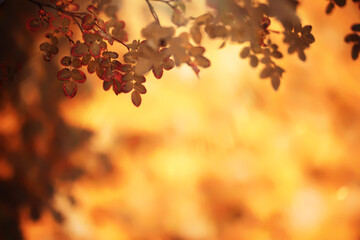 Lively closeup of falling autumn leaves with vibrant backlight from the setting sun