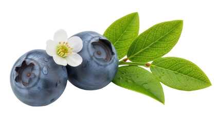 Two blueberries with flower and leaves PNG isolated on transparent background, fresh fruit for healthy eating and summer designs