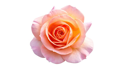 Close-up of a vibrant, open rose with layered petals on a black background