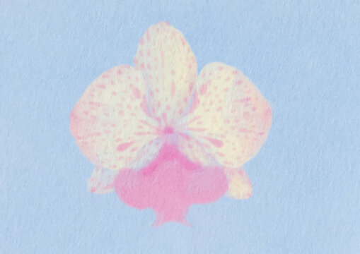 Vector illustration of sweet yellow and pink orchid flower for background, card, poster, gift card, and bouquet