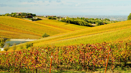 Foliage d'autunno nei vigneti del vino Sangiovese delle colline bolognesi. Imola, Bologna, Emilia...