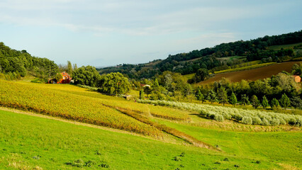 Obraz premium Foliage d'autunno nei vigneti del vino Sangiovese delle colline bolognesi. Imola, Bologna, Emilia Romagna. Italia 