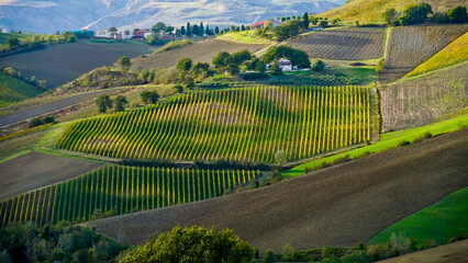 Fototapeta premium Foliage d'autunno nei vigneti del vino Sangiovese delle colline bolognesi. Imola, Bologna, Emilia Romagna. Italia 