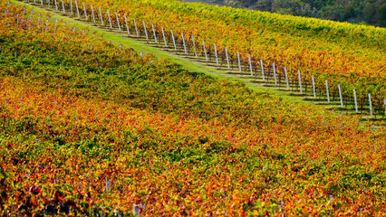 Foliage d'autunno nei vigneti del vino Sangiovese delle colline bolognesi. Imola, Bologna, Emilia Romagna. Italia	