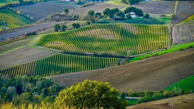 Foliage d'autunno nei vigneti del vino Sangiovese delle colline bolognesi. Imola, Bologna, Emilia Romagna. Italia	