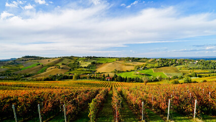 Fototapeta premium Foliage d'autunno nei vigneti del vino Sangiovese delle colline bolognesi. Imola, Bologna, Emilia Romagna. Italia 