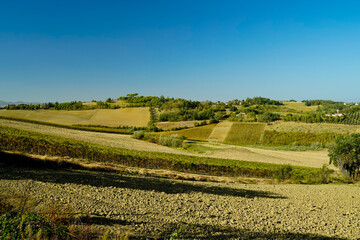 Foliage d'autunno nei vigneti del vino Sangiovese delle colline bolognesi. Imola, Bologna, Emilia Romagna. Italia	