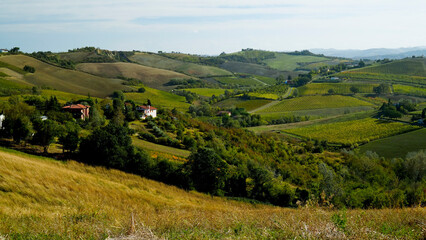 Obraz premium Foliage d'autunno nei vigneti del vino Sangiovese delle colline bolognesi. Imola, Bologna, Emilia Romagna. Italia 