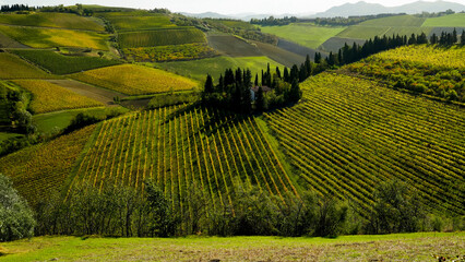 Obraz premium Foliage d'autunno nei vigneti del vino Sangiovese delle colline bolognesi. Imola, Bologna, Emilia Romagna. Italia 