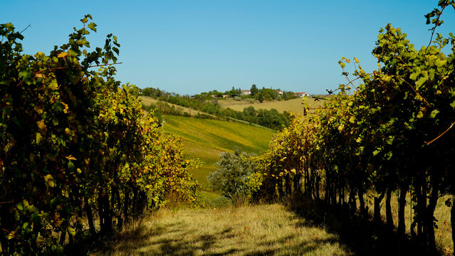 Foliage d'autunno nei vigneti del vino Sangiovese delle colline bolognesi. Imola, Bologna, Emilia Romagna. Italia	