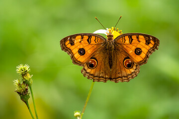 Peacock Pansy - Junonia almana, beautiful orange butterfly from Southeast Asian meadows and woodlands, Vietnam.