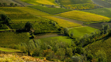 Foliage d'autunno nei vigneti del vino Sangiovese delle colline bolognesi. Imola, Bologna, Emilia Romagna. Italia	