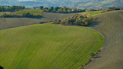 Foliage d'autunno nei vigneti del vino Sangiovese delle colline bolognesi. Imola, Bologna, Emilia Romagna. Italia	