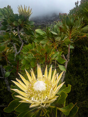Beautiful yellow variety of a king protea (Protea cynaroides) growing on the slopes of the Kleinrivier  Mountains at Hermanus, Whale Coast, Western Cape, South Africa.
