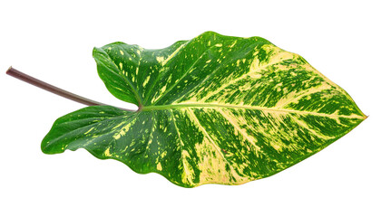 Close-up of a large, variegated plant leaf with striking patterns and color