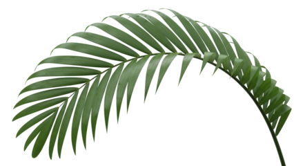 Elegant green palm leaf PNG isolated on transparent background, tropical foliage design element for exotic summer and botanical themes