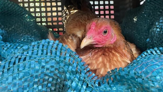 Chicken Close up village chicken resting inside basket with soft clucking and natural rural poultry ambience.Resting In Basket With Natural Sounds. High quality 4k footage