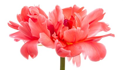 A closeup shot of a blooming, salmon-colored flower with layered petals and a short stem, against white