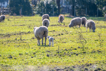 Fototapeta premium Journeying Together - Ewe and Lamb Walking Away