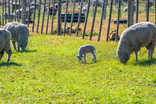 Spring Lamb's First Graze near Mother Ewes