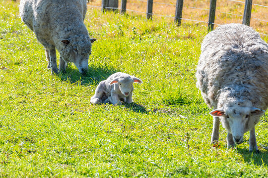 The Protected Lamb Resting Between Two Adult Sheep