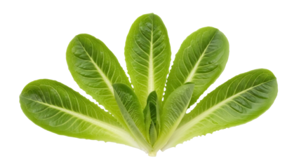 Fresh green romaine lettuce isolated PNG, vibrant vegetable with crisp leaves for healthy eating and salad preparation on transparent background
