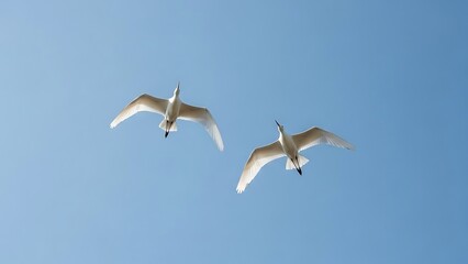 Obraz premium Two seagulls flying in the bright blue sky.
