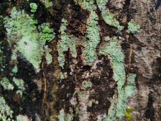Close up of natural tree bark texture with green moss and lichen for rustic background, environmental theme, and organic nature wallpaper
