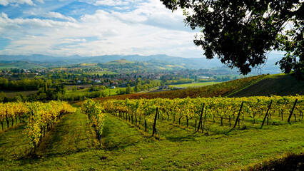 Naklejka premium Foliage d'autunno nei vigneti del vino Lambrusco delle colline modenesi di Castevetrano.Modena, Emilia Romagna. Italia