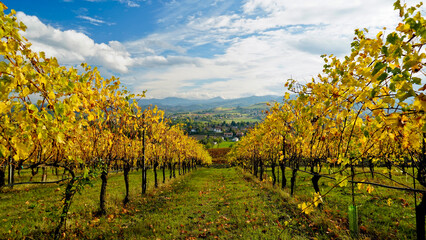 Naklejka premium Foliage d'autunno nei vigneti del vino Lambrusco delle colline modenesi di Castevetrano.Modena, Emilia Romagna. Italia