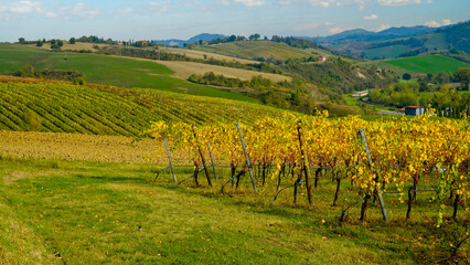 Fototapeta premium Foliage d'autunno nei vigneti del vino Lambrusco delle colline modenesi di Castevetrano.Modena, Emilia Romagna. Italia