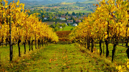 Naklejka premium Foliage d'autunno nei vigneti del vino Lambrusco delle colline modenesi di Castevetrano.Modena, Emilia Romagna. Italia