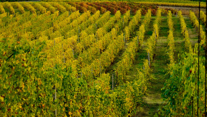 Fototapeta premium Foliage d'autunno nei vigneti del vino Lambrusco delle colline modenesi di Castevetrano.Modena, Emilia Romagna. Italia