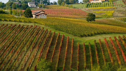 Fototapeta premium Foliage d'autunno nei vigneti del vino Lambrusco delle colline modenesi di Castevetrano.Modena, Emilia Romagna. Italia