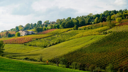 Fototapeta premium Foliage d'autunno nei vigneti del vino Lambrusco delle colline modenesi di Castevetrano.Modena, Emilia Romagna. Italia