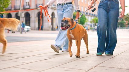 People walking dogs on leash in city sidewalk