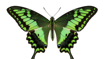 Green swallowtail butterfly PNG isolated on transparent background, tropical insect with vibrant wings for design and educational use